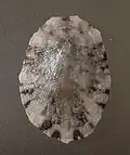 Cellana radiata enneagona
