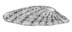 cap shape