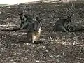 The fauna reserve with wallabies