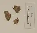 Herbarium specimen from Auckland War Memorial Museum