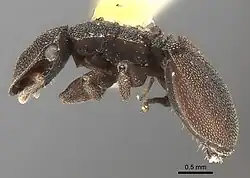 Gliding ants