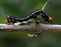 Cephonodes hylas larvae on Catunaregam spinosa in Hyderabad