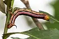 Cephonodes hylas larvae on Catunaregam spinosa in Hyderabad