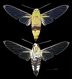 Cephonodes hylas