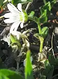 stem