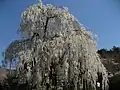 Weeping sakura