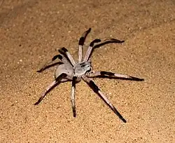 Cerbalus aravaensis