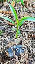 Fruits and seedling. Dededo, Guam