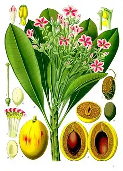 Colorized plate showing the halved fruits containing the toxic seeds