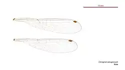Male wings