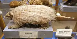 Brown armadillo