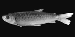 black and white photograph of the holotype of Chalceus spilogyros