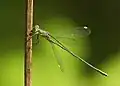 Chalcolestes viridis