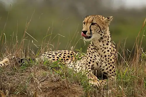 Image 8 Female cheetah Photograph: Charles J. Sharp A female cheetah (Acinonyx jubatus) on the Phinda Private Game Reserve, KwaZulu-Natal, South Africa. Cheetahs accelerate from 0 to 60 miles per hour (0 to 97&nbsp;km/h) in less than 3 seconds and average 40 mph (64 km/h) during a chase. The species is classified as vulnerable, with only 7,000 left in the wild. More selected pictures