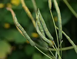 Fruits