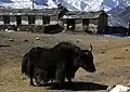 Chhukung