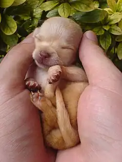 Image 46Chihuahua puppy (from Puppy)