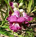 'Rio Salado'