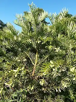 Branch with fruit