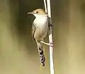 at Moremi, Botswana