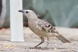 Adult