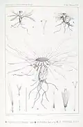 Werneria heteroloba