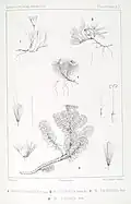 Werneria spathulata