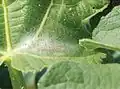 Larva under webbing