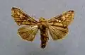Chrysodeixis chalcites