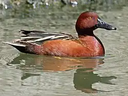 Male