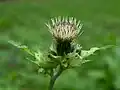 Blooming