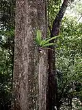 C. moorei growing by the Minnamurra River