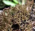 Cladia blanchonii in the Chatham Islands