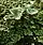 Cladonia pyxidata, pebbled cup lichen, town of Washington