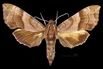Clarina syriaca ♀