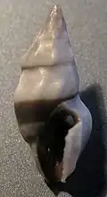 apertural view