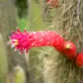 single Flower