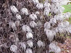 Mature fruit