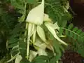 Variety with white flowers known as "Albus".
