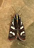 Aegocera bimacula