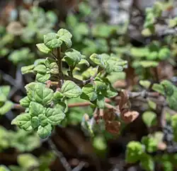 Detail of the herbage