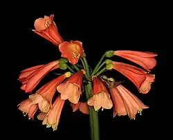 Clivia × nimbicola