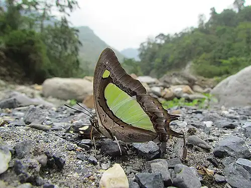 Ventral view