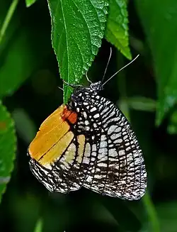 Ventral view