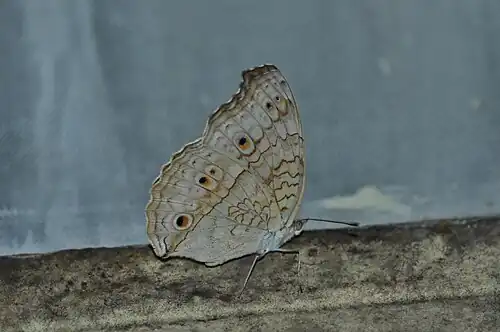 Ventral view
