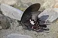 Red Helen (Papilio helenus)