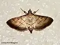 Cnaphalocrocis medinalis