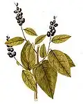 Uvilla (Coccoloba diversifolia)