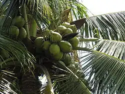 Coconut