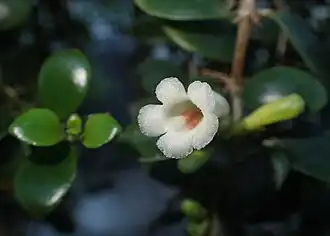 C. macradenia